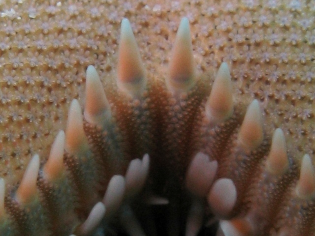 Astropecten platyacanthus (Philippi, 1837)